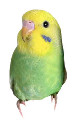 frankie the budgie